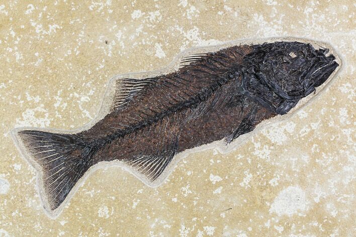 Fossil Fish (Mioplosus) From Inch Layer - Wyoming #107474